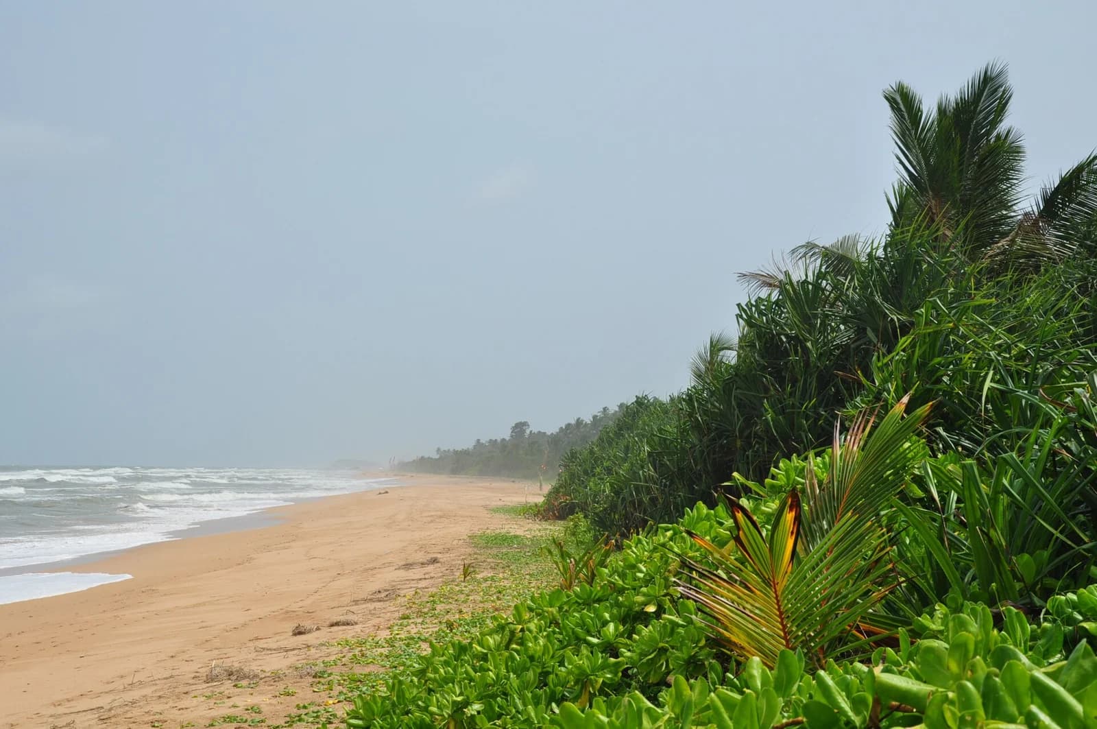 The beach and coastal vegetation at Bentota